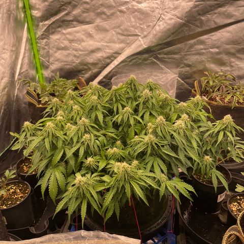 Unknown strain growlog timeline photo