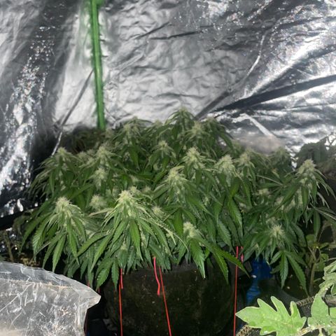 Unknown strain growlog timeline photo