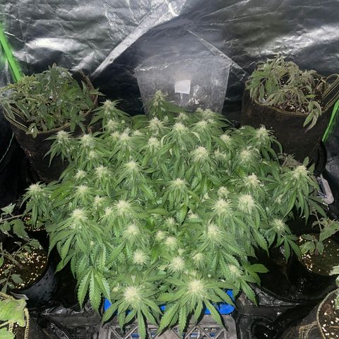 Unknown strain growlog timeline photo