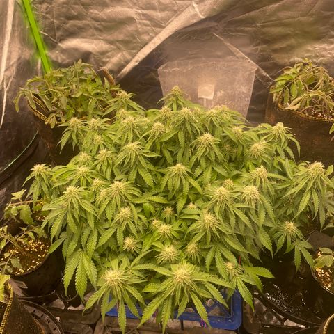 Unknown strain growlog timeline photo