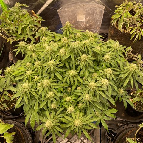 Unknown strain growlog timeline photo