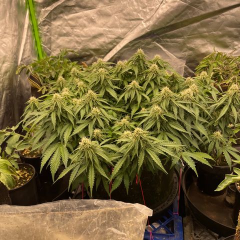 Unknown strain growlog timeline photo