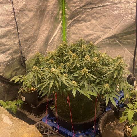 Unknown strain growlog timeline photo