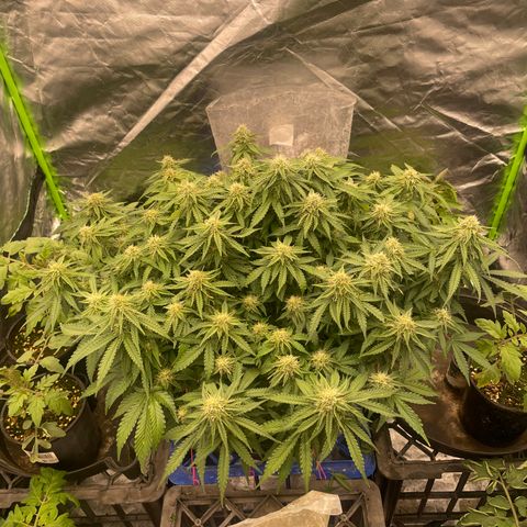 Unknown strain growlog timeline photo