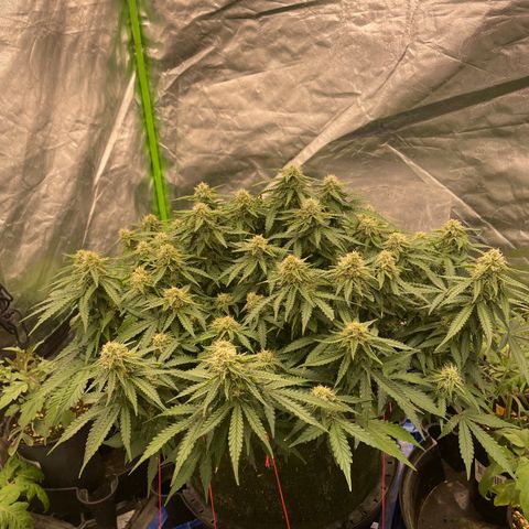 Unknown strain growlog timeline photo
