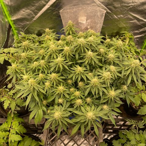 Unknown strain growlog timeline photo