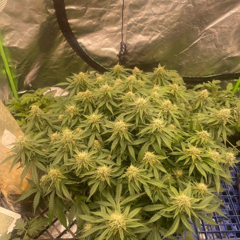 Unknown strain growlog timeline photo