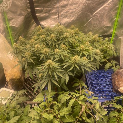 Unknown strain growlog timeline photo