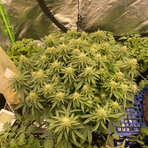 Unknown strain growlog timeline photo