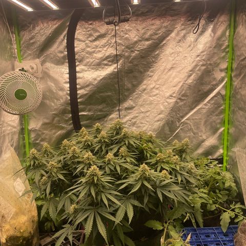 Unknown strain growlog timeline photo