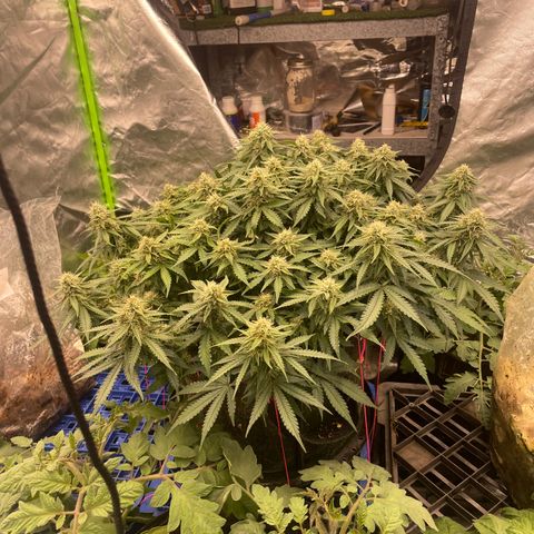 Unknown strain growlog timeline photo