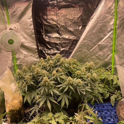 Unknown strain growlog timeline photo