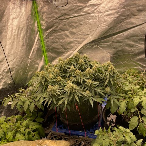 Unknown strain growlog timeline photo
