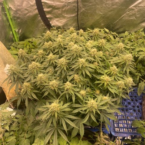 Unknown strain growlog timeline photo