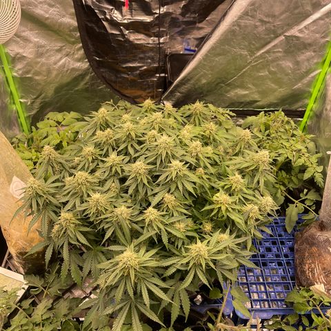 Unknown strain growlog timeline photo