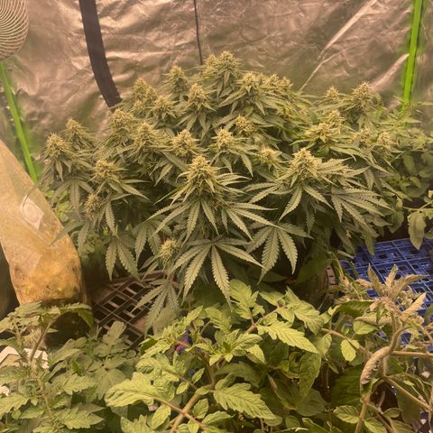 Unknown strain growlog timeline photo