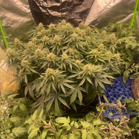 Unknown strain growlog timeline photo