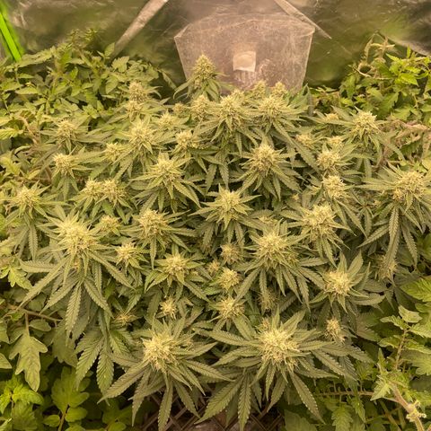 Unknown strain growlog timeline photo