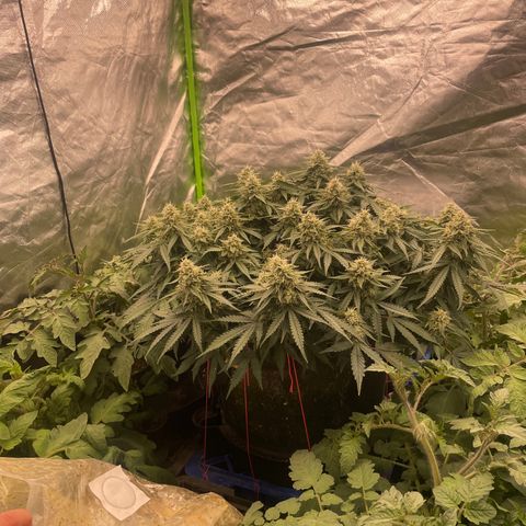 Unknown strain growlog timeline photo