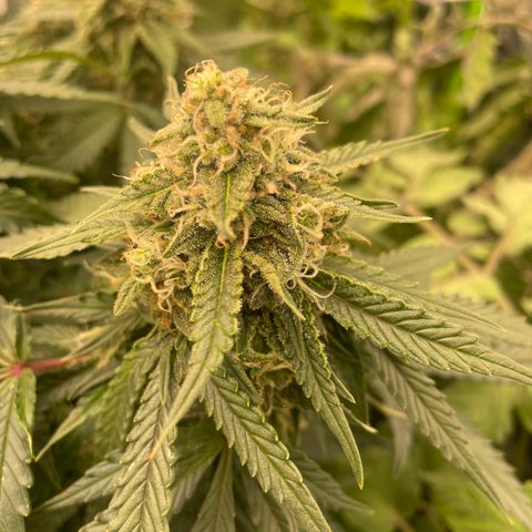 Unknown strain growlog timeline photo