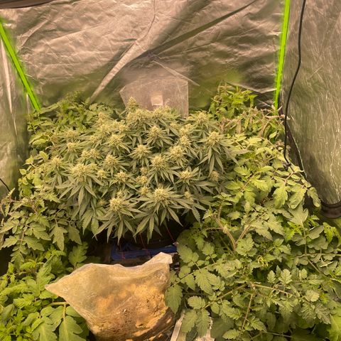 Unknown strain growlog timeline photo