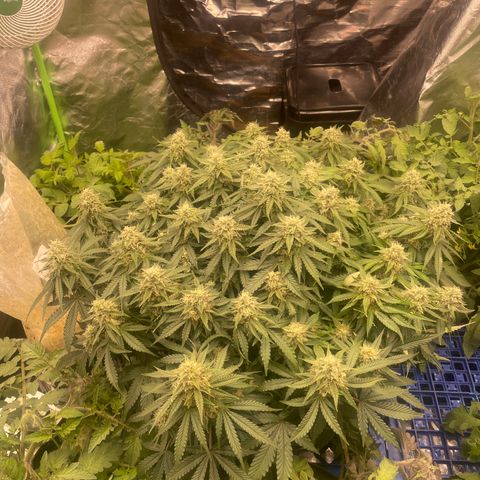 Unknown strain growlog timeline photo