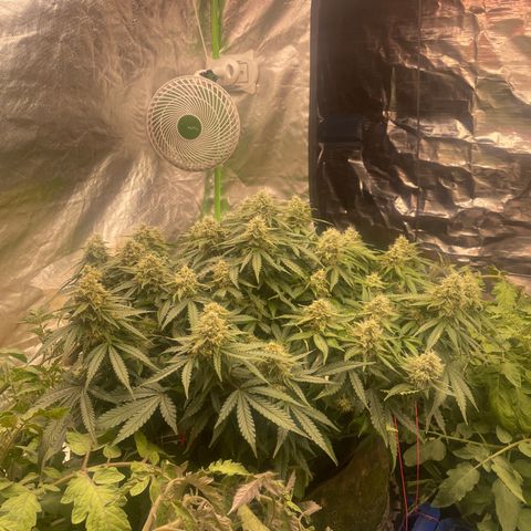 Unknown strain growlog timeline photo