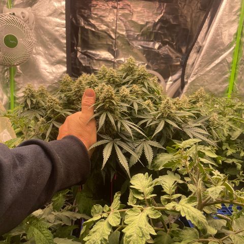 Unknown strain growlog timeline photo