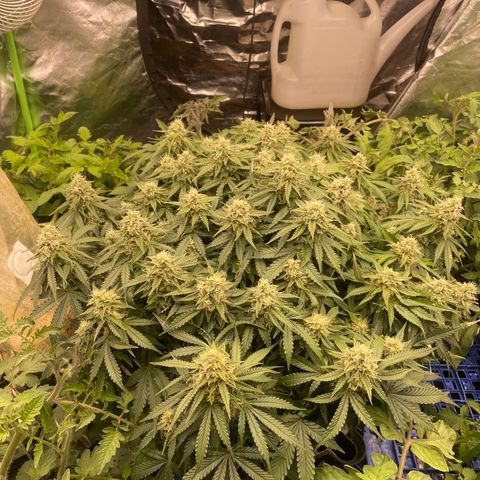 Unknown strain growlog timeline photo