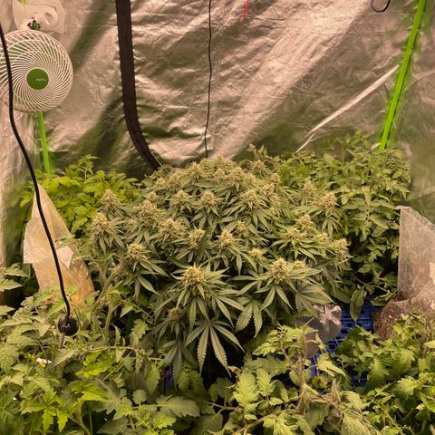 Unknown strain growlog timeline photo