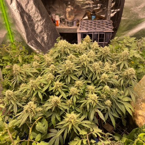 Unknown strain growlog timeline photo
