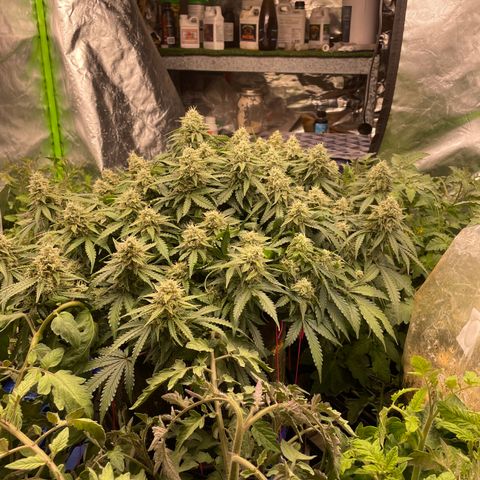 Unknown strain growlog timeline photo