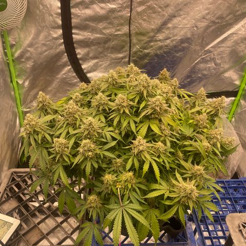 Unknown strain growlog timeline photo