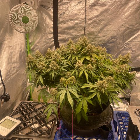Unknown strain growlog timeline photo