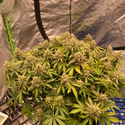 Unknown strain growlog timeline photo