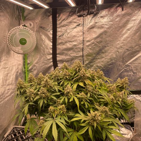 Unknown strain growlog timeline photo