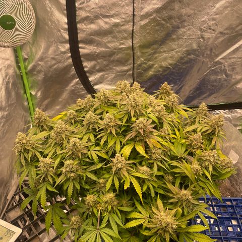 Unknown strain growlog timeline photo