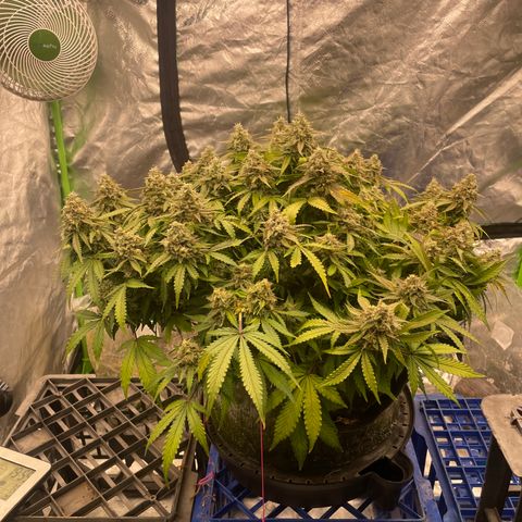 Unknown strain growlog timeline photo