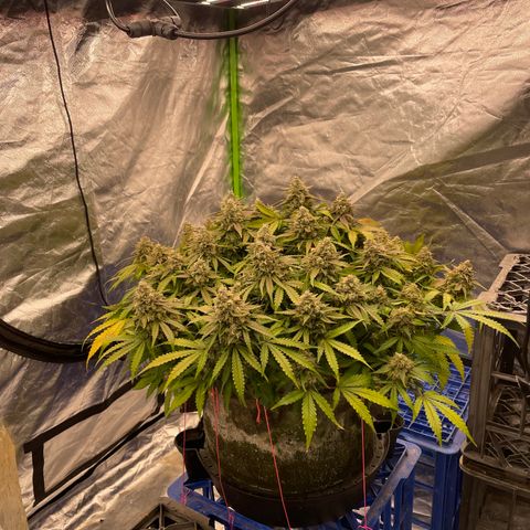 Unknown strain growlog timeline photo