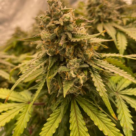 Unknown strain growlog timeline photo