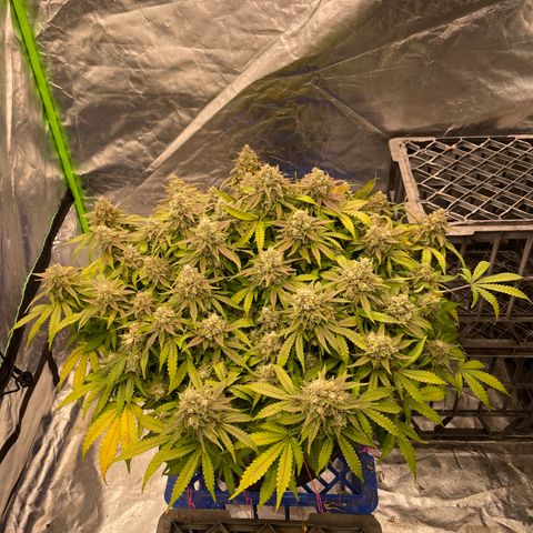Unknown strain growlog timeline photo