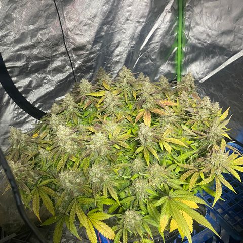 Unknown strain growlog timeline photo