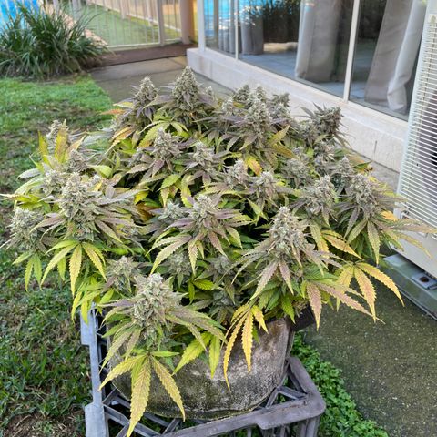 Unknown strain growlog timeline photo