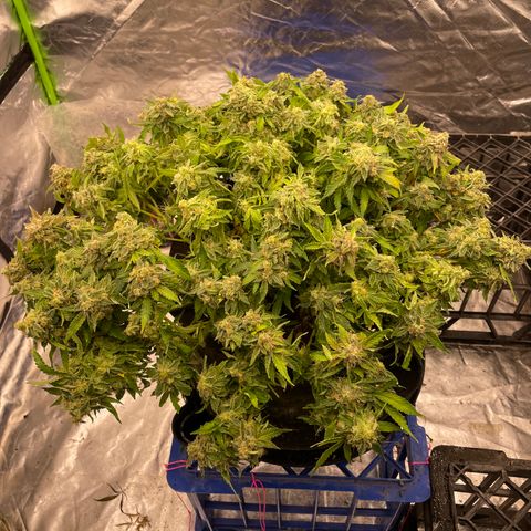 Unknown strain growlog timeline photo