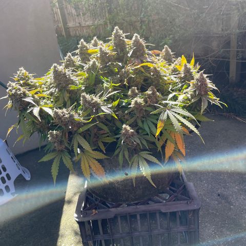Unknown strain growlog timeline photo