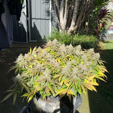 Unknown strain growlog timeline photo