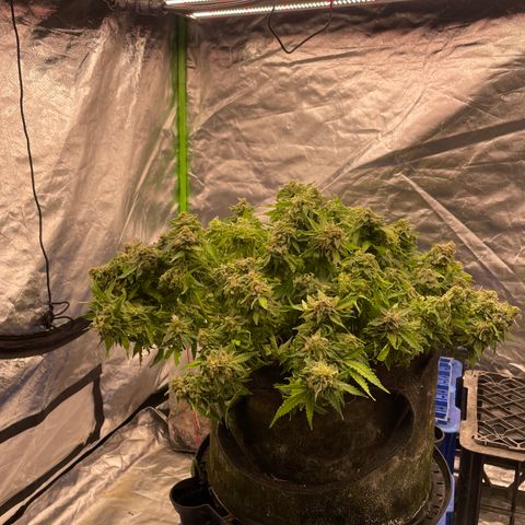 Unknown strain growlog timeline photo