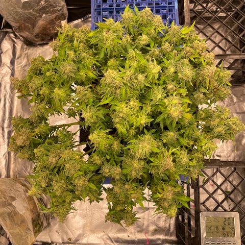 Unknown strain growlog timeline photo