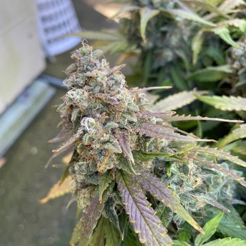 Unknown strain growlog timeline photo