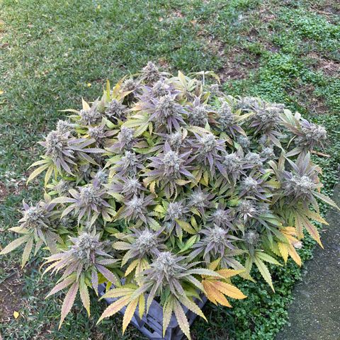 Unknown strain growlog timeline photo